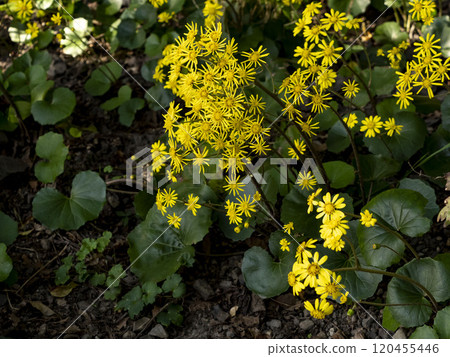 Clusters of Japanese butterbur flowers 120455446