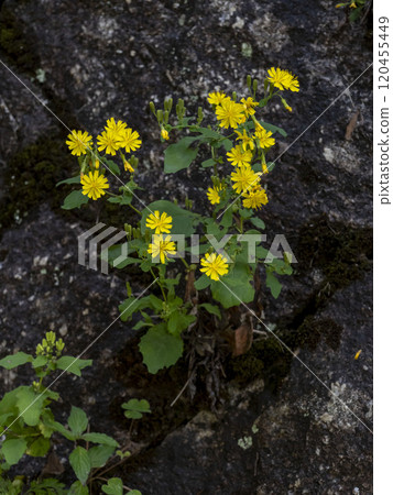 Yakushisou growing on a stone wall Yakushisou growing on a stone wall 120455449