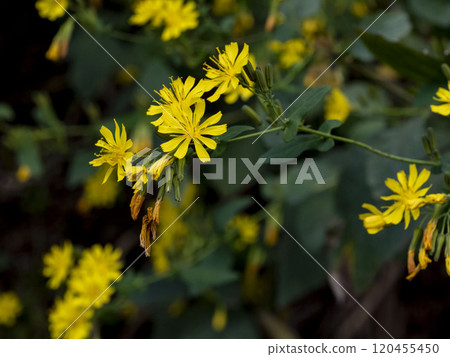 Yakushi So Yakushi So 120455450