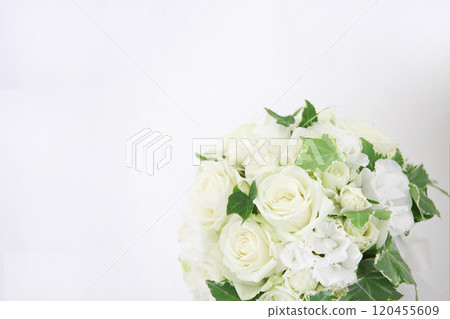 白玫瑰與常春藤的新娘捧花 白玫瑰與常春藤的新娘捧花 120455609