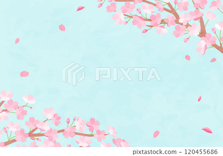 Spring cherry blossom background illustration material Sakura flower cute template full bloom new life celebration copy space Spring cherry blossom background illustration material Sakura flower cute template full bloom new life celebration copy space 120455686