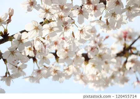 Cherry Blossoms Cherry Blossoms 120455714