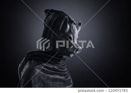 Pig in hooded cloak at night over dark misty background 120455765