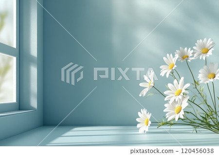 Fresh white daisies arranged in a light blue room with sunlight pouring through the window 120456038