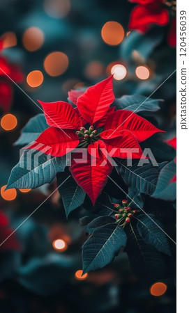 Vibrant red poinsettia blooms against a backdrop of glowing holiday lights in December 120456039
