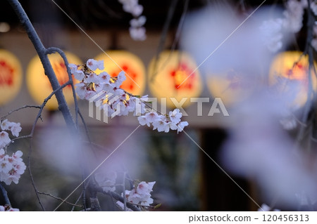 Weeping cherry tree and lantern Weeping cherry tree and lantern 120456313