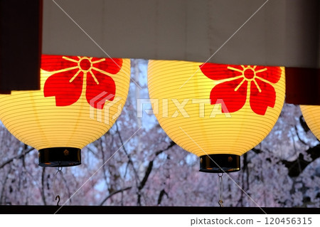 Weeping cherry tree and lantern Weeping cherry tree and lantern 120456315