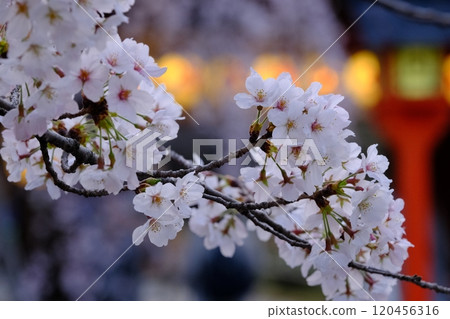 Weeping cherry tree and lantern Weeping cherry tree and lantern 120456316