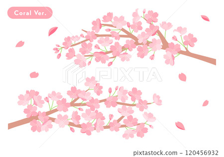 春天櫻花插畫背景素材櫻花花朵可愛盛開新生活慶典簡約花瓣盛開四月 春天櫻花插畫背景素材櫻花花朵可愛盛開新生活慶典簡約花瓣盛開四月 120456932