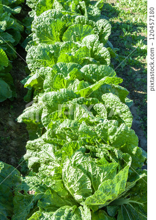 Chinese cabbage growing in the field 120457180