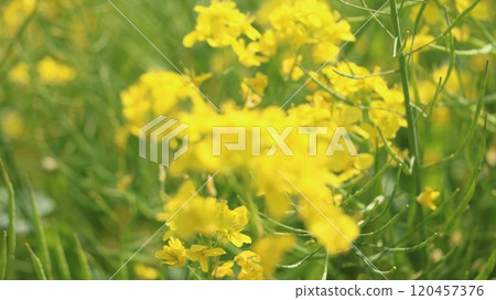 強姦開花 強姦開花 120457376