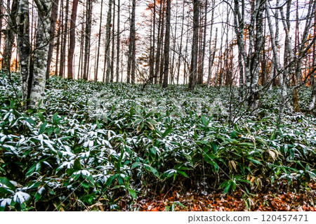 The first snowfall in Yabukawa, the coldest inland area in Japan. The first snowfall in the bamboo grass plains of Lake Iwato, Tamayama, Morioka City, Iwate Prefecture. The first snowfall in Yabukawa, the coldest inland area in Japan. The first snowfall in the bamboo grass plains of Lake Iwato, Tamayama, Morioka City, Iwate Prefecture. 120457471