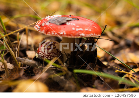 Two beautiful fly agaric mushrooms grow in the thickets of an autumn forest, surrounded by fallen leaves and grass. Beautiful brothers of the fly agaric grew in the forest in autumn. Two beautiful fly agaric mushrooms grow in the thickets of an autumn forest, surrounded by fallen leaves and grass. Beautiful brothers of the fly agaric grew in the forest in autumn. 120457590