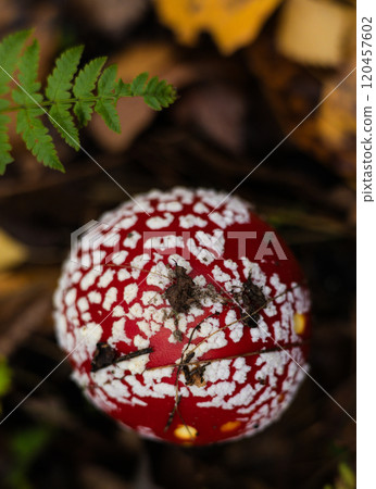 Bright red and white fly agarics stand out against the autumn leaves and ferns in the forest, demonstrating the beauty and danger of nature in autumn. Beautiful fly agaric mushroom. 120457602