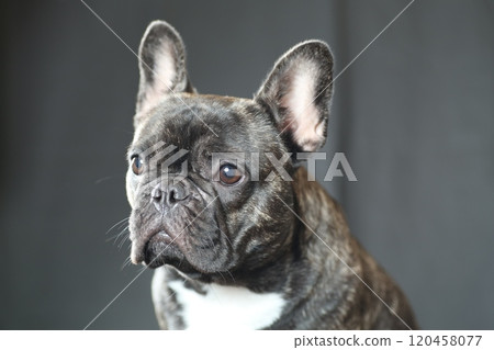 French bulldog French bulldog 120458077