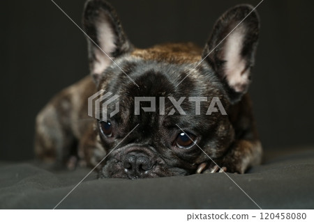 法國鬥牛犬 法國鬥牛犬 120458080