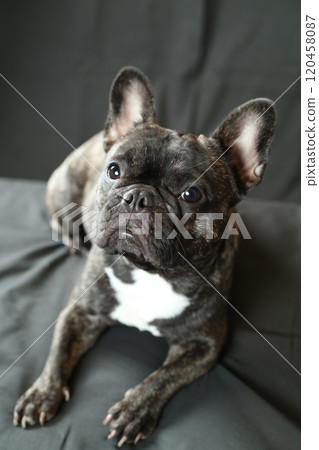 French bulldog French bulldog 120458087