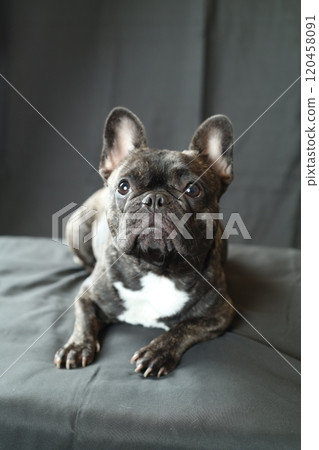French bulldog French bulldog 120458091