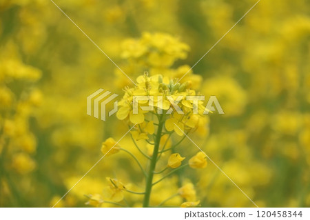 強姦開花 120458344