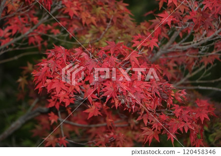 Maple  120458346