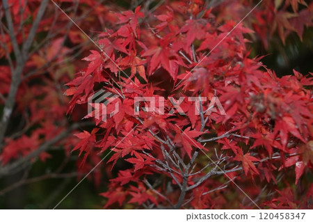 Autumn leaves 120458347