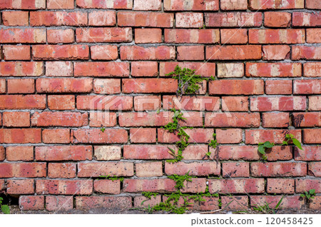 The vitality of greenery that stands out against the brick wall The vitality of greenery that stands out against the brick wall 120458425