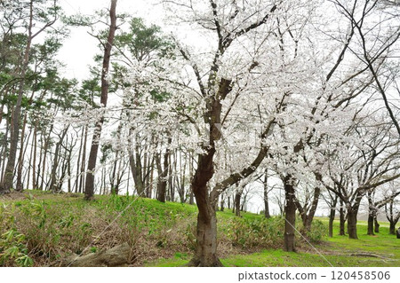 Cherry blossoms at Bentengata Park (Niigata Prefecture) 120458506