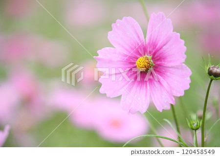 宇宙在秋天的天空中閃耀 宇宙在秋天的天空中閃耀 120458549