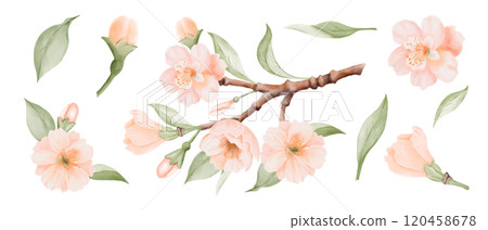 Spring Blossom Set, Branch and isolated Peach or Cherry Flowers and Leaves. Watercolor hand painted botanical illustration isolated on a white background. Perfect for wedding invitations, greeting 120458678