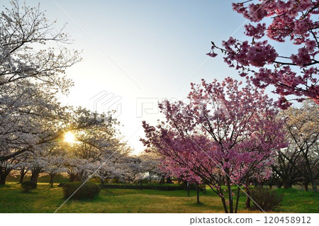 梶川防洪公園的櫻花（新潟縣） 120458912