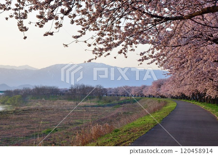 梶川防洪公園的櫻花(新潟縣) 梶川防洪公園的櫻花(新潟縣) 120458914