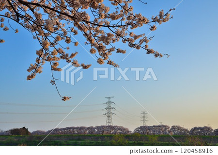 梶川防洪公園的櫻花（新潟縣） 120458916