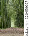 岐阜縣可兒市木曾川渡路（輝夜姬路）的竹林 120459097