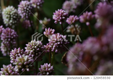 Landscape with Japanese knotweed 120459330