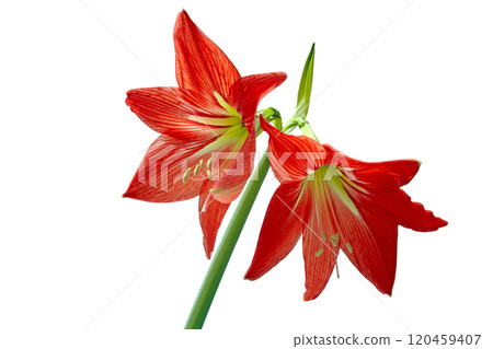 red hippeastrum flower close up isolated on white background 120459407