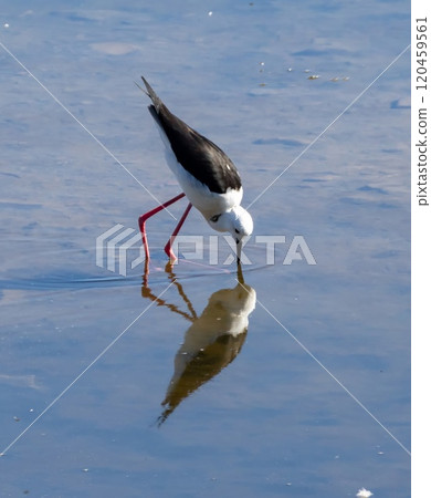 Black-winged Stilt (Himantopus himantopus) in a pond at nature reserve Guadalhorce, near Malaga in Andalusia, Spain. 120459561