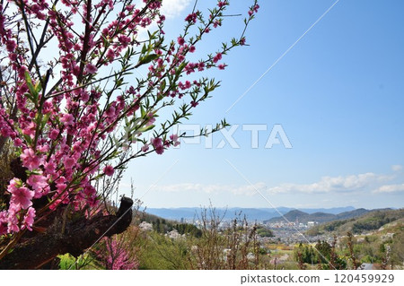 從花見山公園眺望的景色（福島縣） 120459929