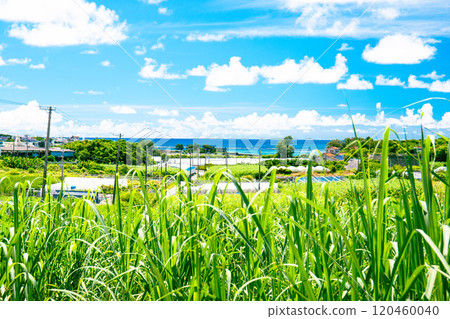 可以眺望大海的沖繩風景 120460040