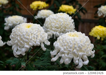 A thick white chrysanthemum A thick white chrysanthemum 120461426