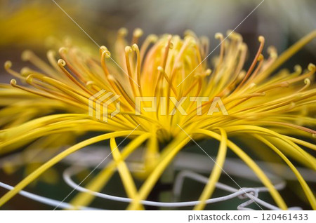 Yellow daisy close-up Yellow daisy close-up 120461433