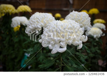 White chrysanthemums in formation 120461436