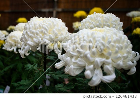 Large white chrysanthemum seen from the side Large white chrysanthemum seen from the side 120461438