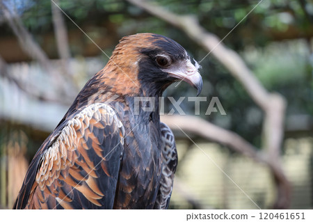 The black breasted buzzard is predator in nature at australia 120461651