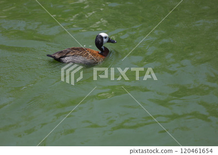 The White-faced Whistling Duck is swimming in the river 120461654
