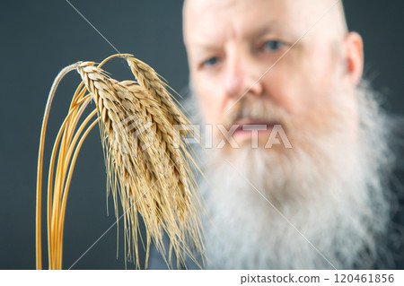 man with a large white beard holds ears of wheat in his hand. agronomy and botany man with a large white beard holds ears of wheat in his hand. agronomy and botany 120461856