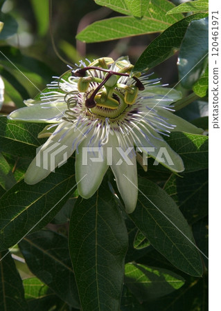 Passion Flower 120461971