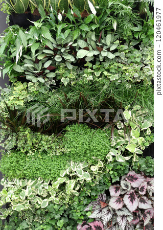 Flowers in the garden 120461977