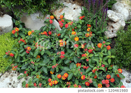 Flowers in the garden 120461980