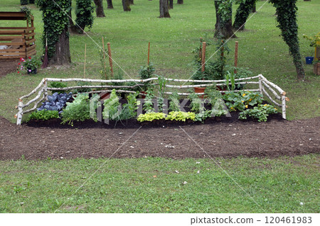 Flowers in the garden Flowers in the garden 120461983