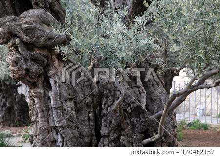 Olive trees in famous Garden of Gethsemane Jerusalem, Israel Olive trees in famous Garden of Gethsemane Jerusalem, Israel 120462132